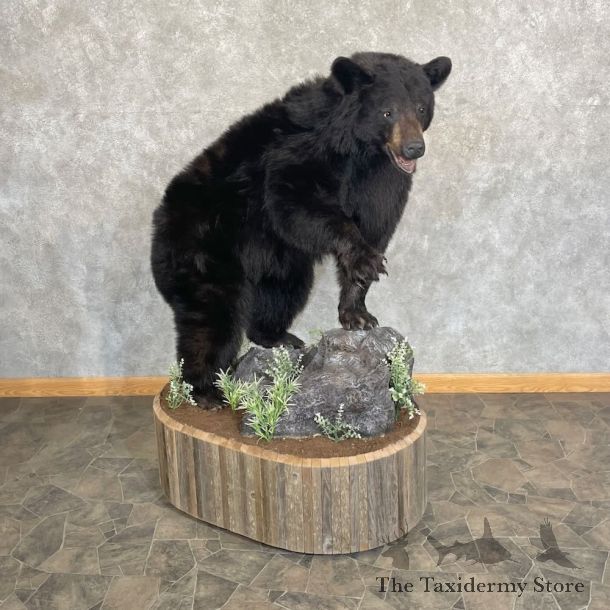 Black Bear Life-Size Mount For Sale #27729 @ The Taxidermy Store