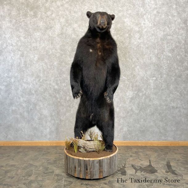 Black Bear Life-Size Mount For Sale #27792 @ The Taxidermy Store