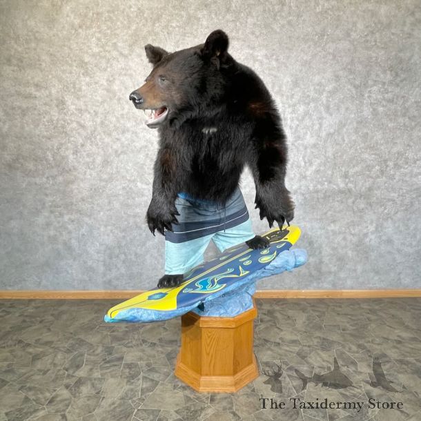 Black Bear Life-Size Mount For Sale #28332 @ The Taxidermy Store