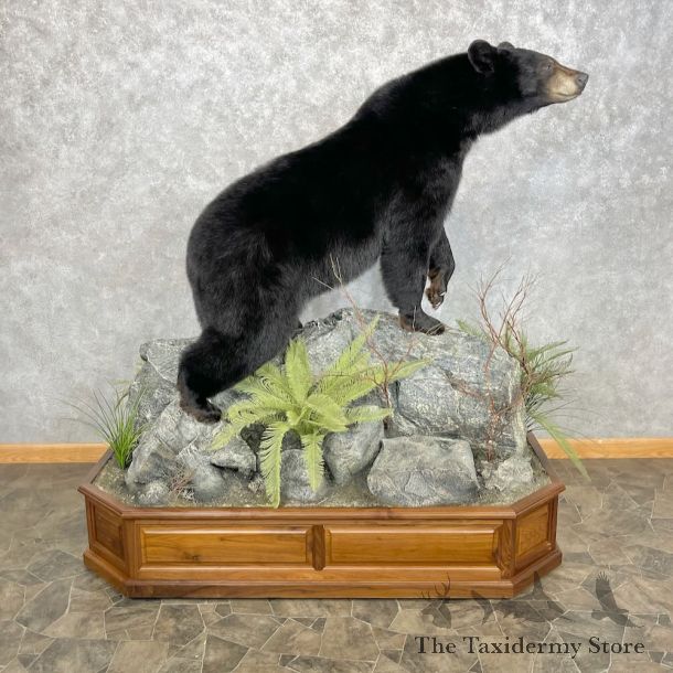 Black Bear Life-Size Mount For Sale #28373 @ The Taxidermy Store