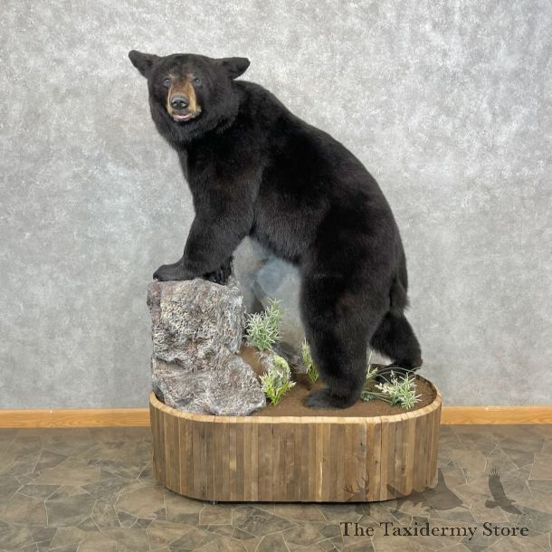 Black Bear Life-Size Mount For Sale #28376 @ The Taxidermy Store