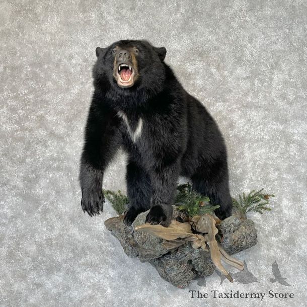 Black Bear Life-Size Mount For Sale #28387 @ The Taxidermy Store