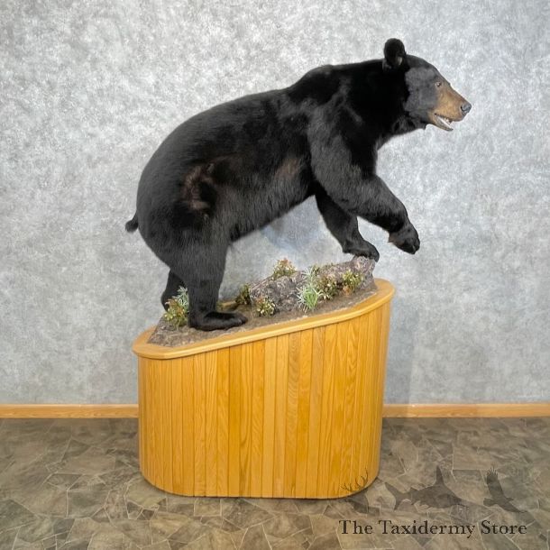 Black Bear Life-Size Mount For Sale #28443 @ The Taxidermy Store