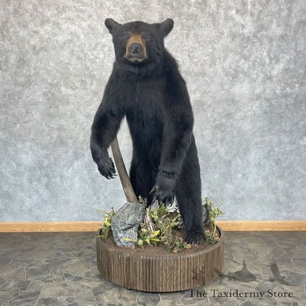 Black Bear Life-Size Mount For Sale #19048 @ The Taxidermy Store