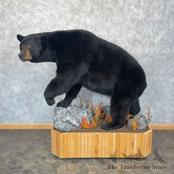 Black Bear Life-Size Mount For Sale #28742 @ The Taxidermy Store