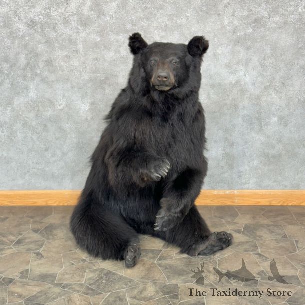 Black Bear Life-Size Mount For Sale #28820 @ The Taxidermy Store