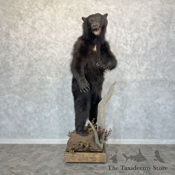 Black Bear Life-Size Mount For Sale #29094 @ The Taxidermy Store