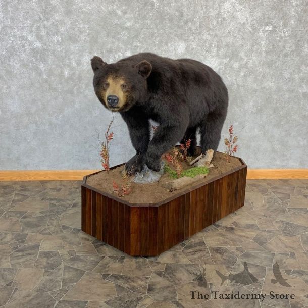 Black Bear Life-Size Mount For Sale #20791 @ The Taxidermy Store