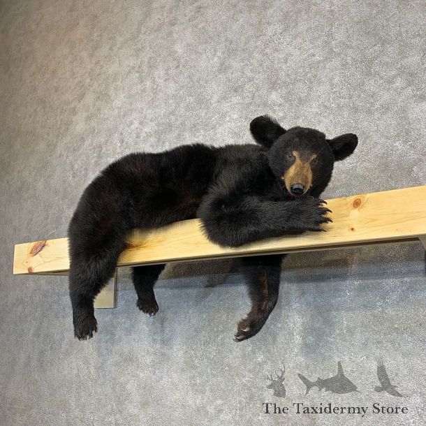 Black Bear Life-Size Mount For Sale #21284 @ The Taxidermy Store