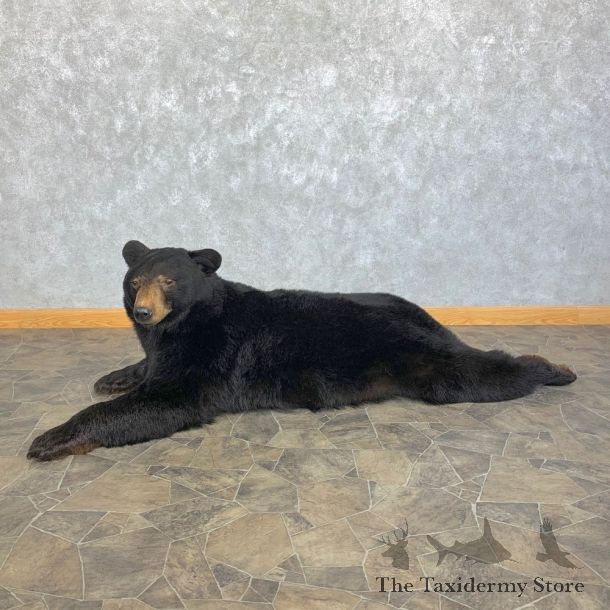 Black Bear Life-Size Taxidermy Mount For Sale #22873 @ The Taxidermy Store