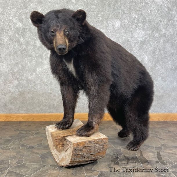 Black Bear Life-Size Mount For Sale #25616 @ The Taxidermy Store