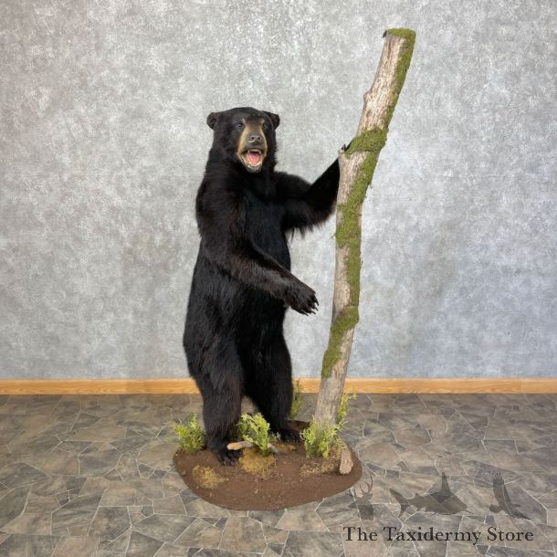 Black Bear Life-Size Mount For Sale #25666 @ The Taxidermy Store