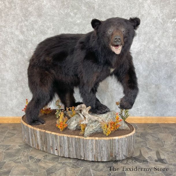 Black Bear Life-Size Mount For Sale #25859 @ The Taxidermy Store