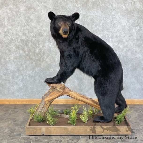 Black Bear Life-Size Mount For Sale #25860 @ The Taxidermy Store