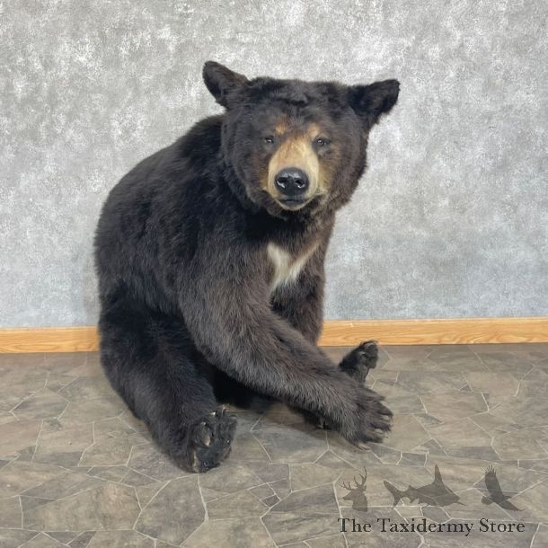 Black Bear Mount For Sale #27732 @ The Taxidermy Store