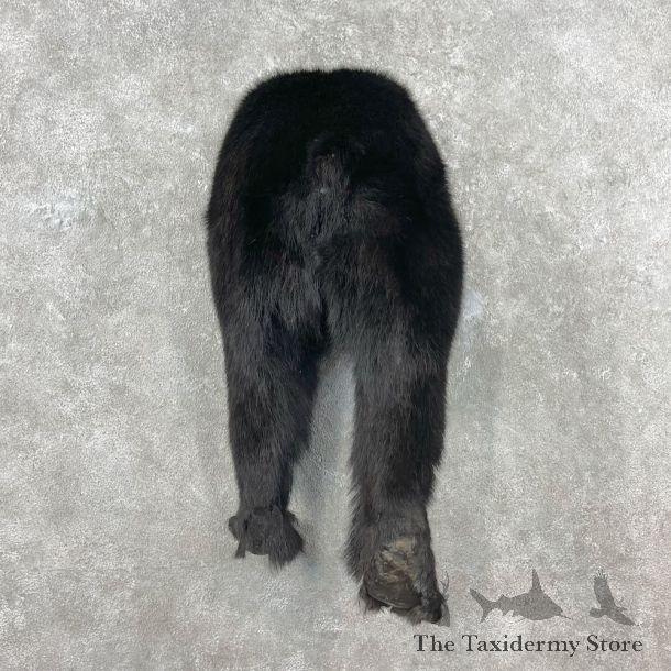 Black Bear Rear Mount For Sale #26839 @ The Taxidermy Store