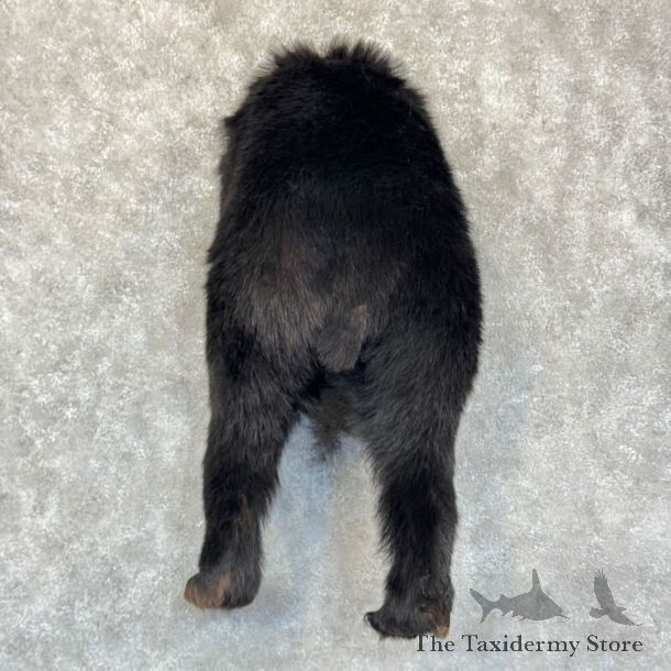 Black Bear Rear Mount For Sale #28818 @ The Taxidermy Store