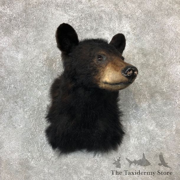 Black Bear Shoulder Mount For Sale #19288 @ The Taxidermy Store