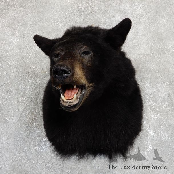 Black Bear Shoulder Taxidermy Head Mount For Sale #19629 @ The Taxidermy Store