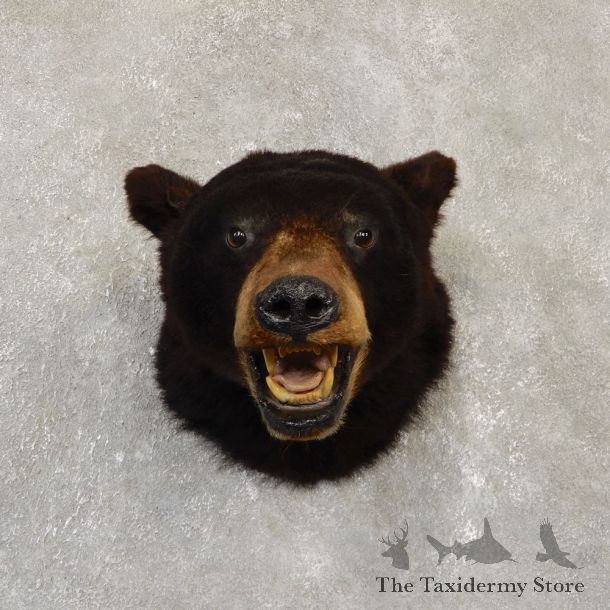 Black Bear Shoulder Mount For Sale #20103 @ The Taxidermy Store
