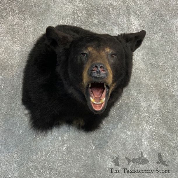 Black Bear Taxidermy Shoulder Mount For Sale #20495 @ The Taxidermy Store