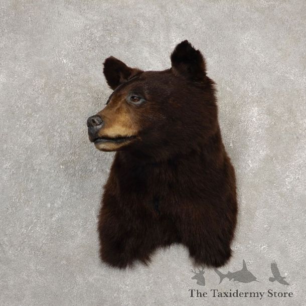 Black Bear Shoulder Mount For Sale #20526 @ The Taxidermy Store
