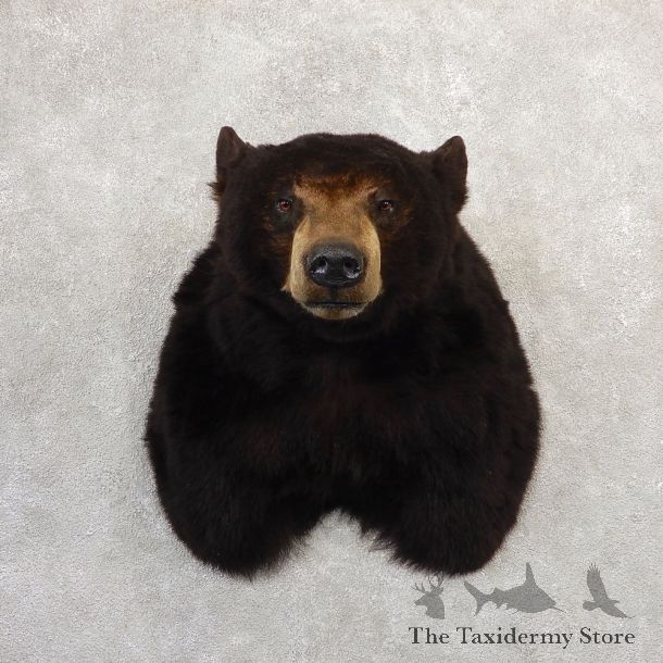 Black Bear Shoulder Mount For Sale #20780 @ The Taxidermy Store