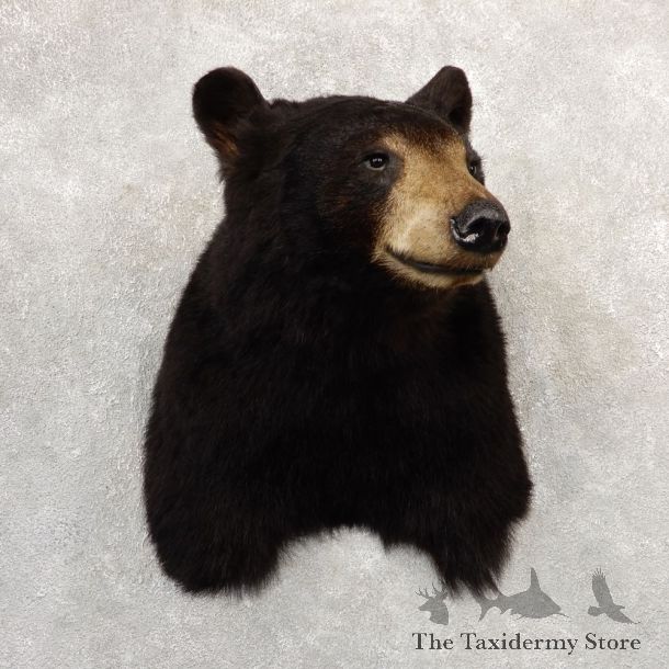 Black Bear Shoulder Mount For Sale #20781 @ The Taxidermy Store