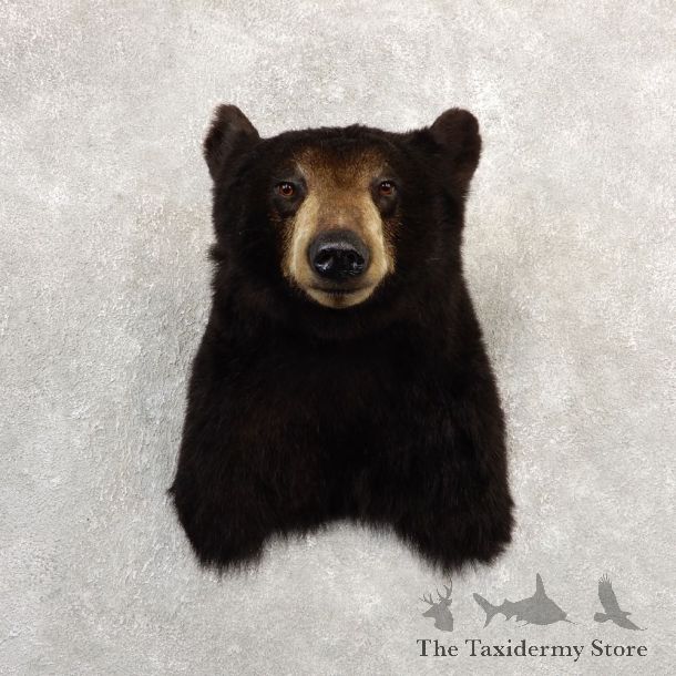 Black Bear Shoulder Mount For Sale #20782 @ The Taxidermy Store