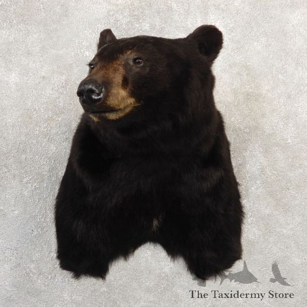 Black Bear Shoulder Mount For Sale #20783 @ The Taxidermy Store