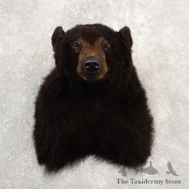 Black Bear Shoulder Mount For Sale #20784 @ The Taxidermy Store
