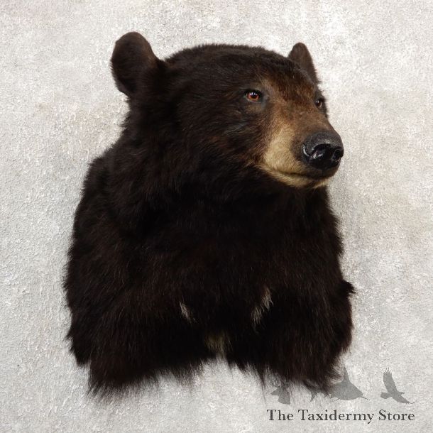 Black Bear Shoulder Mount For Sale #20785 @ The Taxidermy Store