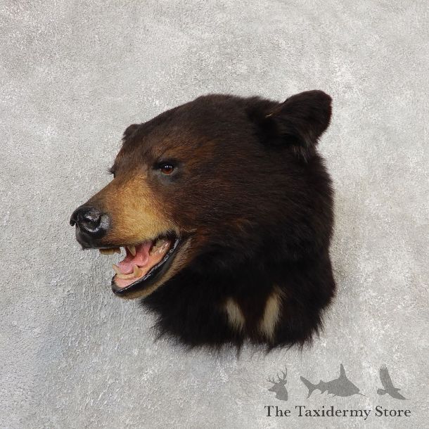 Black Bear Shoulder Mount For Sale #21151 @ The Taxidermy Store