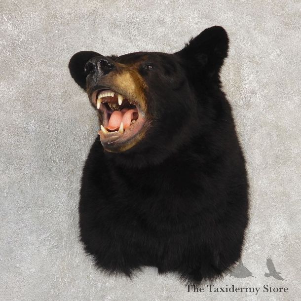 Black Bear Shoulder Mount For Sale #21188 @ The Taxidermy Store