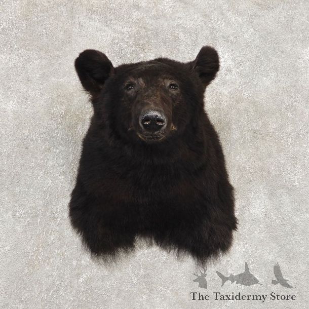 Black Bear Shoulder Mount For Sale #21410 @ The Taxidermy Store
