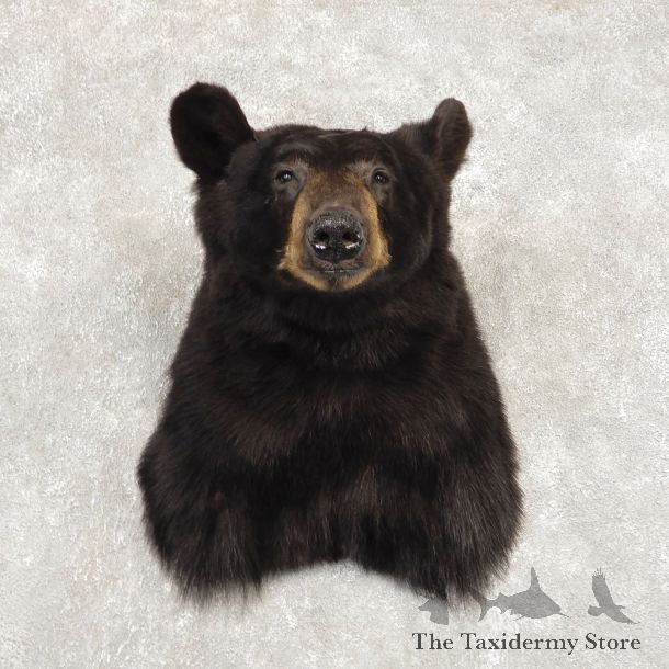 Black Bear Shoulder Mount For Sale #21411 @ The Taxidermy Store