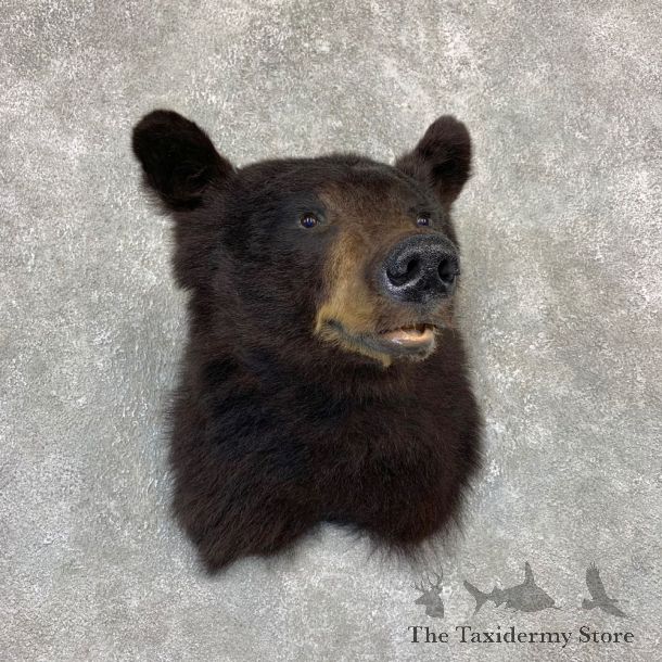 Black Bear Shoulder Mount For Sale #21618 @ The Taxidermy Store