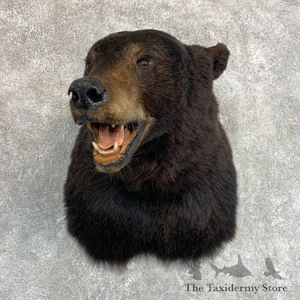 Black Bear Shoulder Mount For Sale #22085 @ The Taxidermy Store