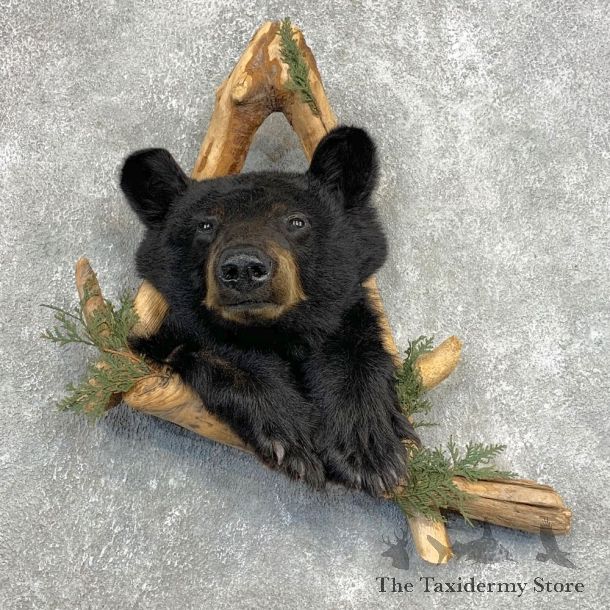 Black Bear Shoulder Mount For Sale #22135 @ The Taxidermy Store