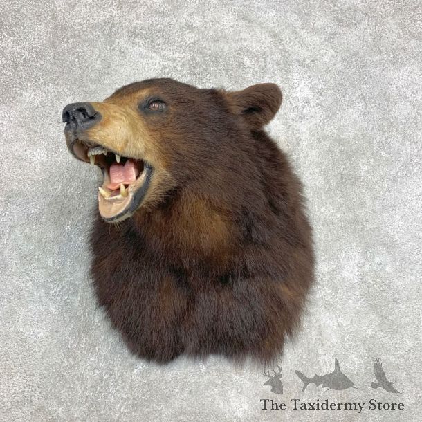 Black Bear Shoulder Mount For Sale #22142 @ The Taxidermy Store