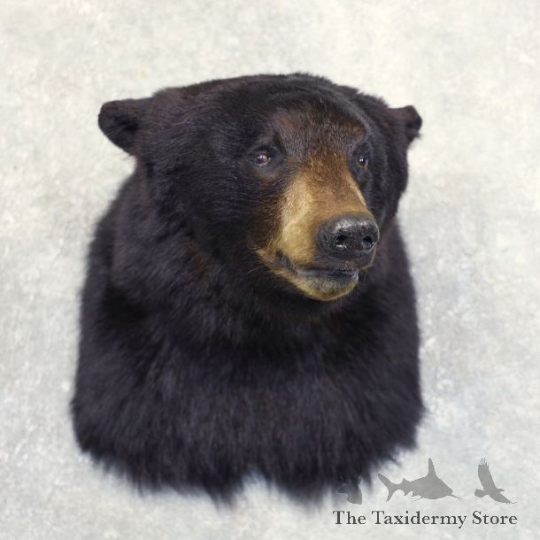 Black Bear Shoulder Mount For Sale #22230 @ The Taxidermy Store