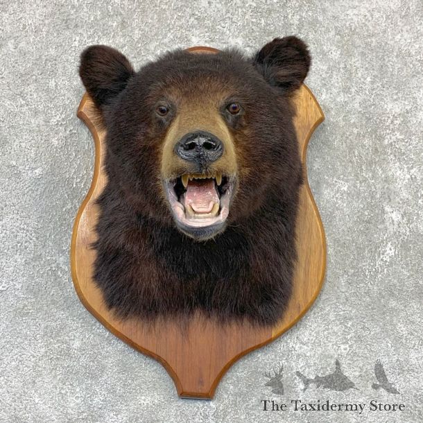 Black Bear Shoulder Mount For Sale #22322 @ The Taxidermy Store