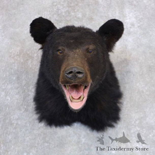Black Bear Shoulder Mount For Sale #22358 @ The Taxidermy Store