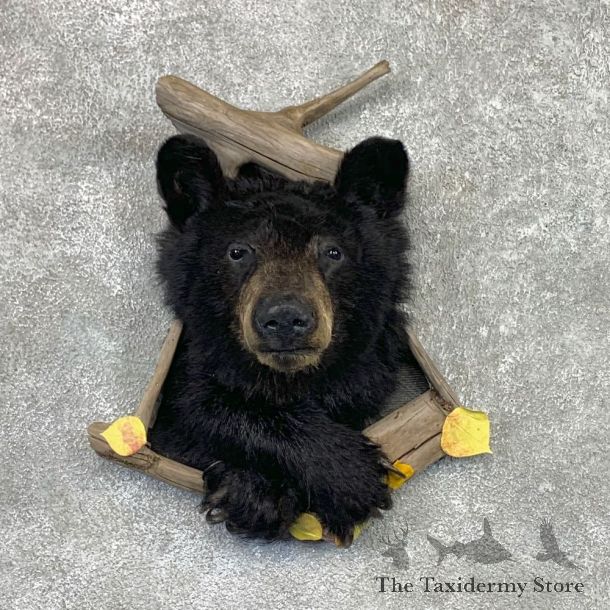 Black Bear Shoulder Mount For Sale #22571 @ The Taxidermy Store