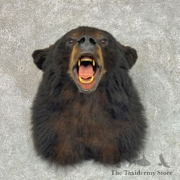 Black Bear Shoulder Mount For Sale #22812 @ The Taxidermy Store