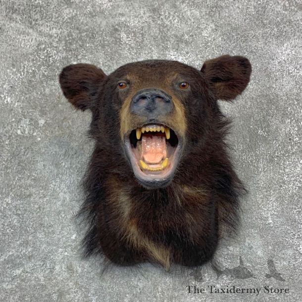 Black Bear Shoulder Mount For Sale #23143 @ The Taxidermy Store