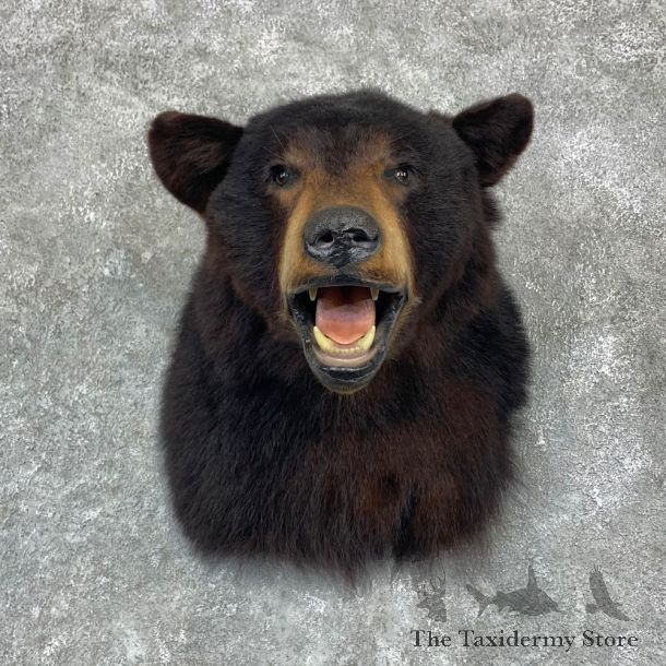 Black Bear Shoulder Mount For Sale #23145 @ The Taxidermy Store