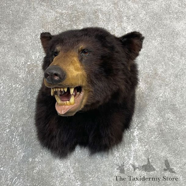 Black Bear Shoulder Mount For Sale #24154 @ The Taxidermy Store