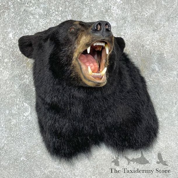 Black Bear Shoulder Mount For Sale #25302 @ The Taxidermy Store