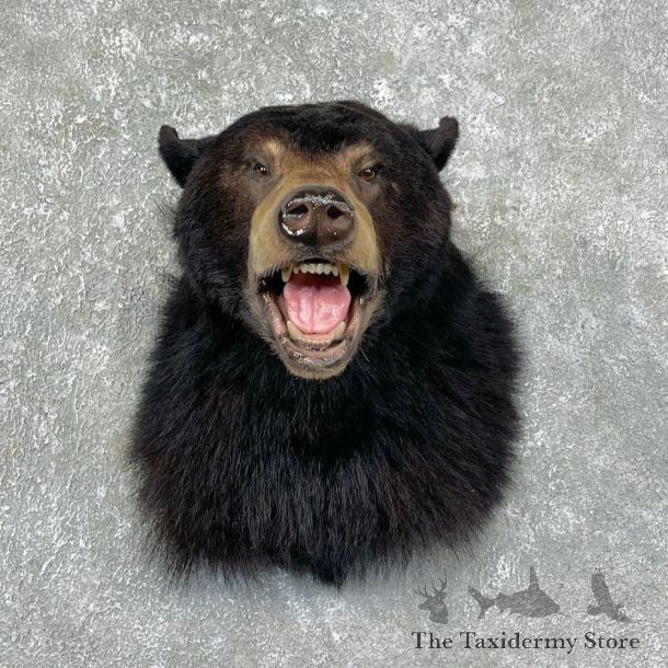 Black Bear Shoulder Mount For Sale #25433 @ The Taxidermy Store